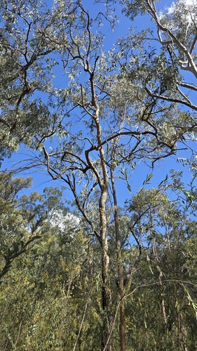 Corymbia eximia