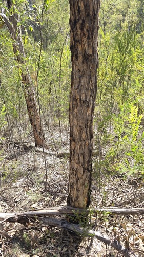 Corymbia eximia, photograph 2