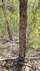 Corymbia eximia, photograph (c) Petra Holland, some rights reserved (CC BY)