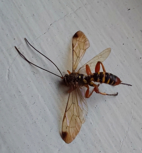 Echthromorpha agrestoria observed 2026-09-19