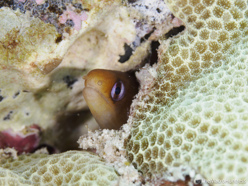Gymnothorax melatremus observed 2026-08-26