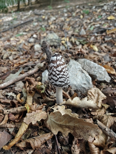 Magpie Inkcap