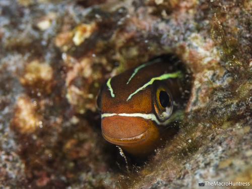 Plagiotremus goslinei observed 2026-08-26