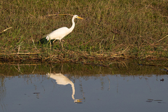 Ardea intermedia brachyrhyncha