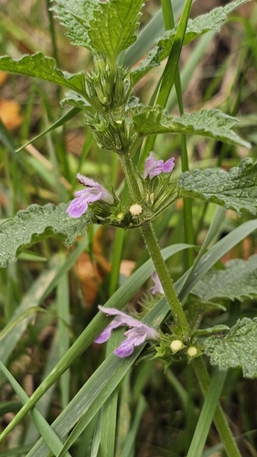 Black horehound