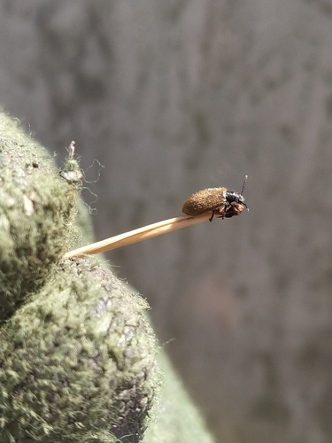 Rough-haired Lagria Beetle