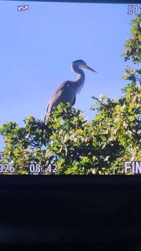 Grey Heron