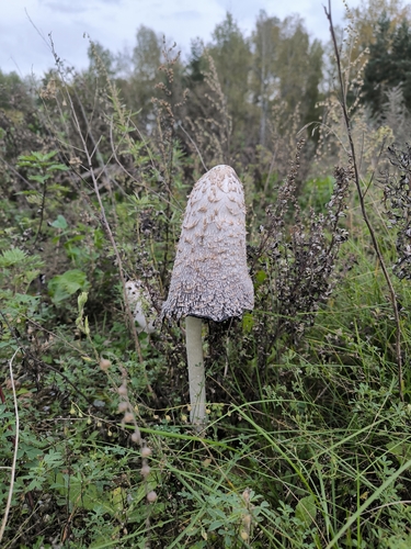Shaggy Mane