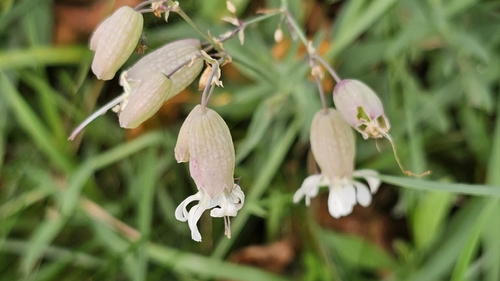 bladder campion