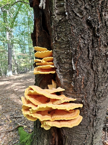 chicken of the woods