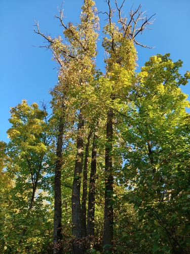 Little-leaf Linden