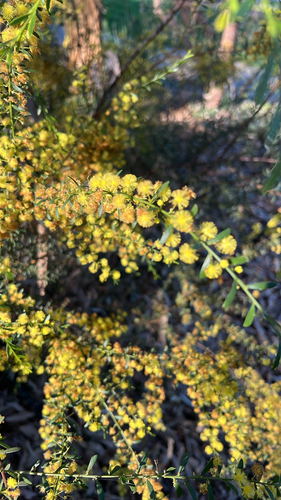 Round-leaf Wattle