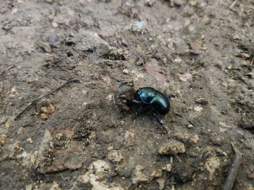 Woodland Dor Beetle
