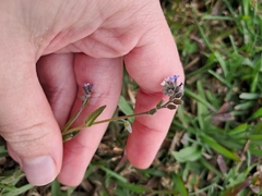 Myosotis discolor, photograph (c) Pluto Hooper, some rights reserved (CC BY)