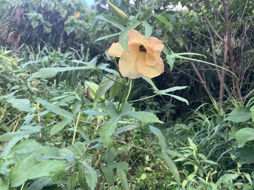 Abelmoschus moschatus observed 2026-09-17