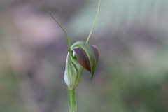 Pterostylis grandiflora
