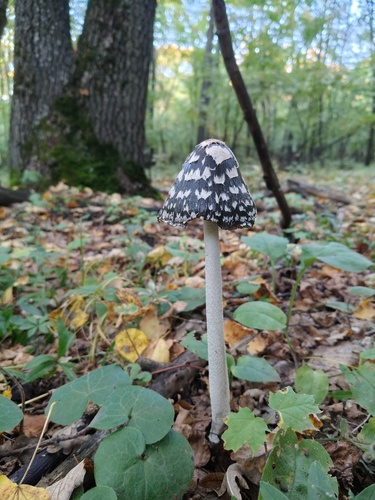 Magpie Inkcap