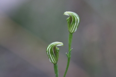 Pterostylis parviflora