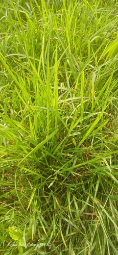 Paspalum scrobiculatum observed 2026-09-19