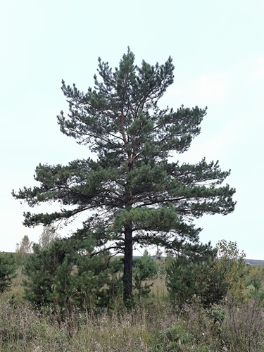 Scots pine