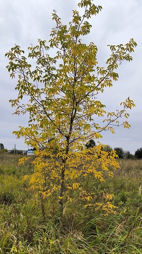 box elder