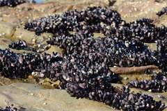 Brachidontes rostratus