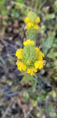 Castilleja rubicundula