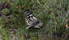 Tatochila xanthodice