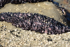 Brachidontes rostratus