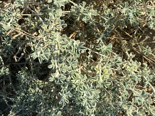 Medicago marina, photograph 2