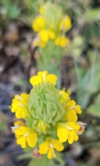 Castilleja rubicundula