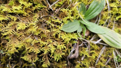 Fir Tamarisk-moss