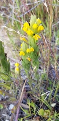 Castilleja rubicundula