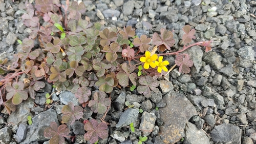 Creeping Woodsorrel