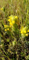 Castilleja rubicundula