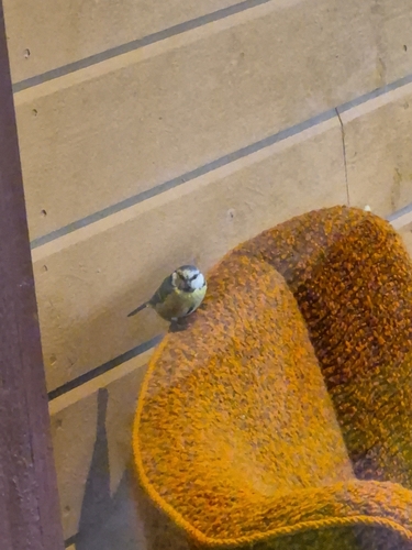 Eurasian Blue Tit