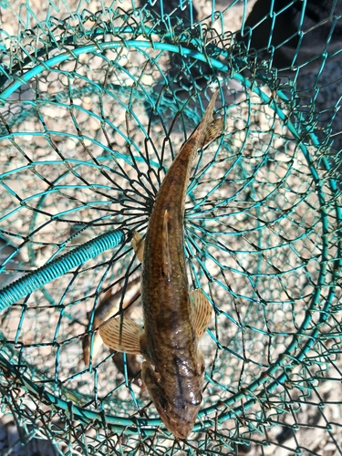 Siberian Gudgeon