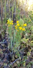 Castilleja rubicundula