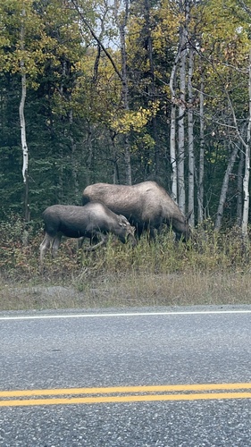 Moose