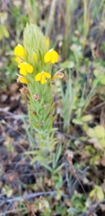Castilleja rubicundula