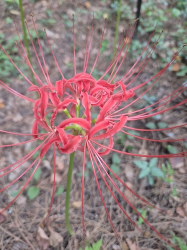red spider lily