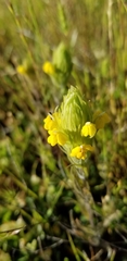 Castilleja rubicundula