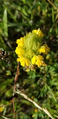 Castilleja rubicundula