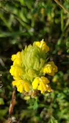 Castilleja rubicundula