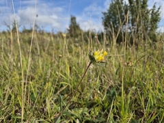 (c) Bobo-X, some rights reserved (CC BY) Anthyllis vulneraria, photograph (c) Bobo-X, some rights reserved (CC BY)