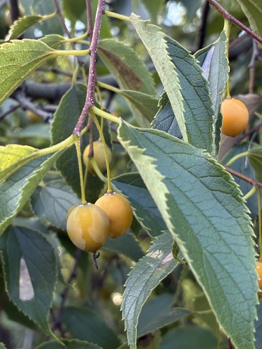 Nettle tree