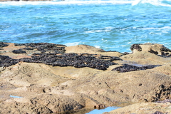 Brachidontes rostratus