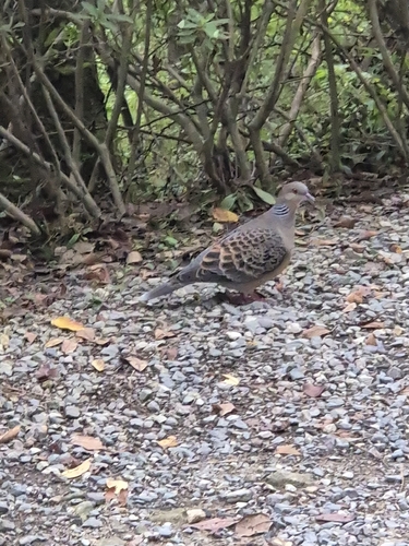 Oriental Turtle-Dove