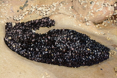 Brachidontes rostratus