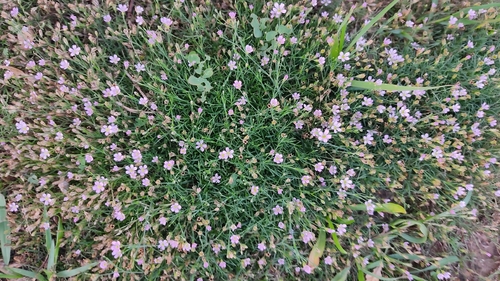 Tunicflower
